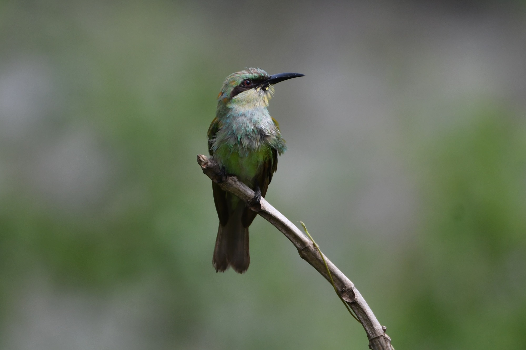 Blauwstaartbijeneter (Merops philippinus)